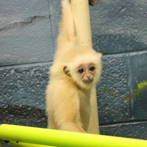 Gibbon infant in nursery