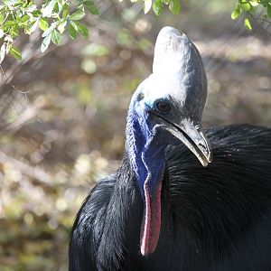 Double-wattled Cassowary (Casuarius casuarius)