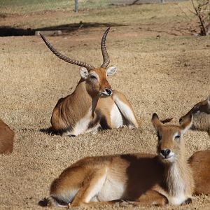 Red Lechwe (Kobus leche leche)