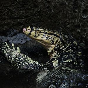 Common water monitor (Varanus salvator)