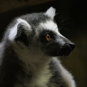 Ring-Tailed Lemur (Lemur catta)