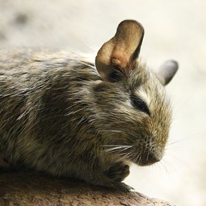 Degu (Octodon degus)