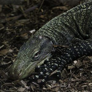 Crocodile monitor (Varanus salvadorii)