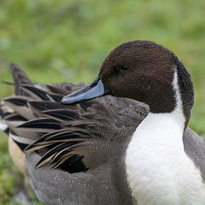 Northern Pintail (wild), UK