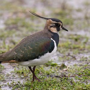 Lapwing (wild), UK