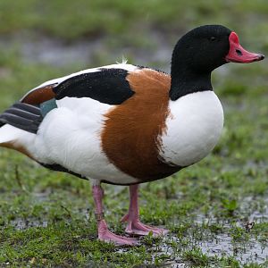Shelduck (wild), UK