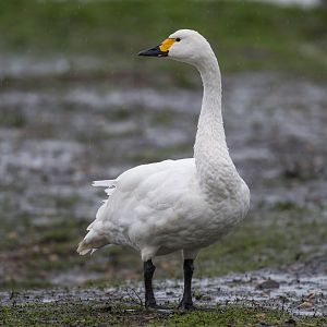 Bewick Swan (wild), UK
