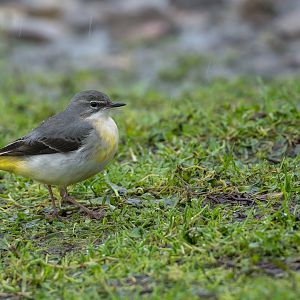 Grey Wagtail (wild), UK