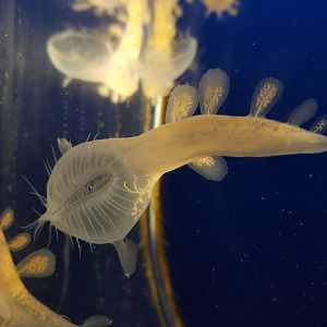 Lion's mane nudibranch