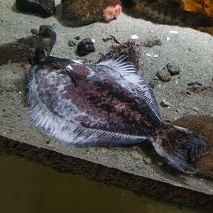 Starry flounder