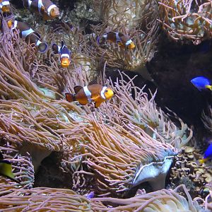 Clownfish and friends