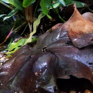 Blue-legged mantella