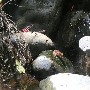 Phantasmal poison frog