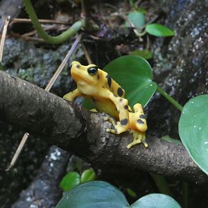 Panamanian golden frog