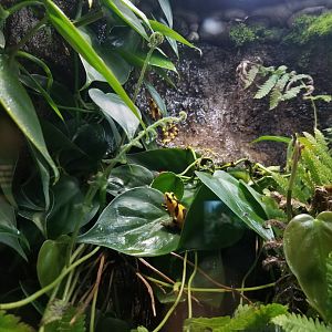 Panamanian golden frog habitat
