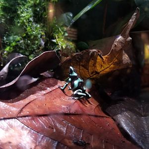 Green-and-black poison dart frog