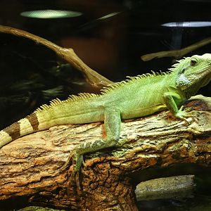 Chinese water dragon