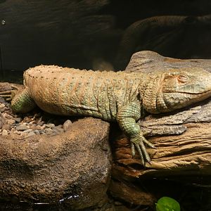 Northern caiman lizard