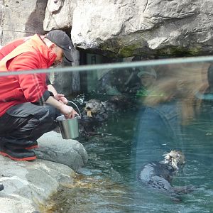 Sea otter feeding