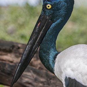 Black Necked Stork (Ephippiorhynchus asiaticus)