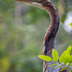 Purple Heron （Ardea purpurea）
