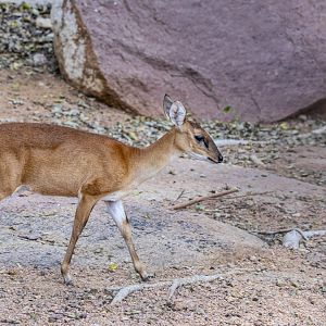 Female Four horned antelope (Tetracerus quadricornis)