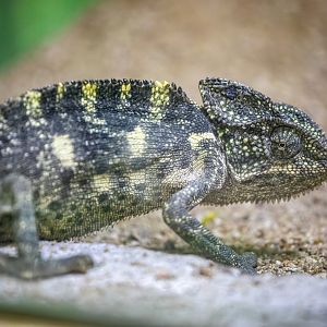 Indian Chameleon （Chamaeleo zeylanicus）