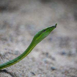 Long Nosed Vine Snake (Ahaetulla oxyrhyncha)