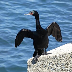 Pelagic cormorant