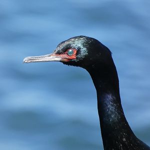 Pelagic cormorant