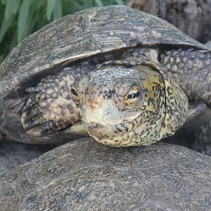 Western pond turtle