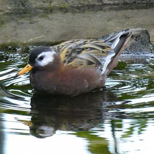 Red phalarope