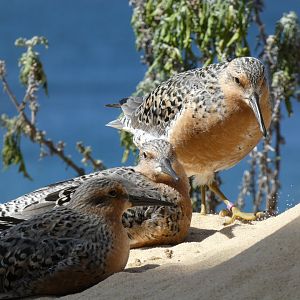 Red knots
