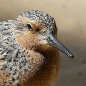 Red knot