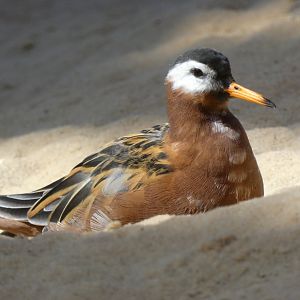 Red phalarope