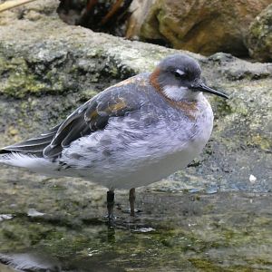 Red-necked phalarope
