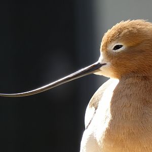 American avocet