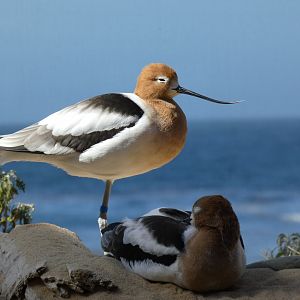 American avocets