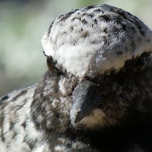 Black-bellied plover