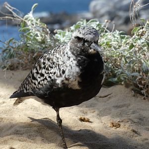 Black-bellied plover