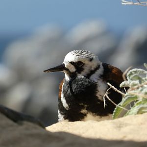 Ruddy turnstone
