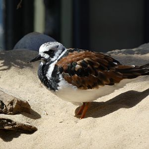 Ruddy turnstone