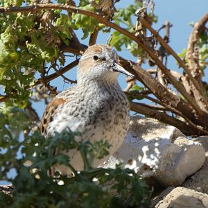 Western sandpiper