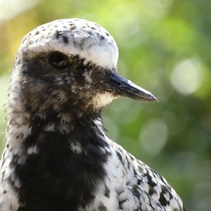 Black-bellied plover