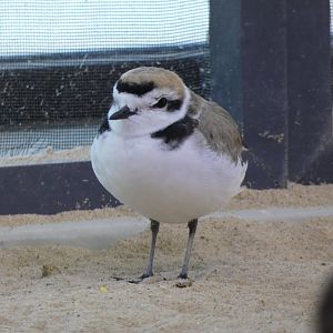 Snowy plover