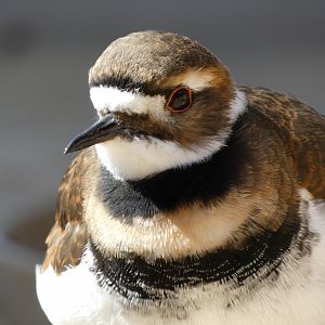 Killdeer