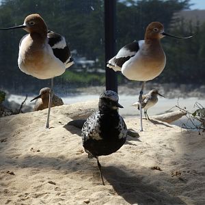 Plover and posse