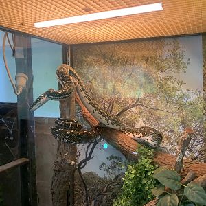Diamond Python in the 'Dragon House'
