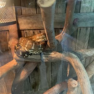 Centralian Carpet Python in the 'Dragon House'