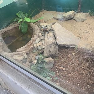 Eastern Water Dragon seen through ≈1 metre high viewing glass in the 'Dragon House'